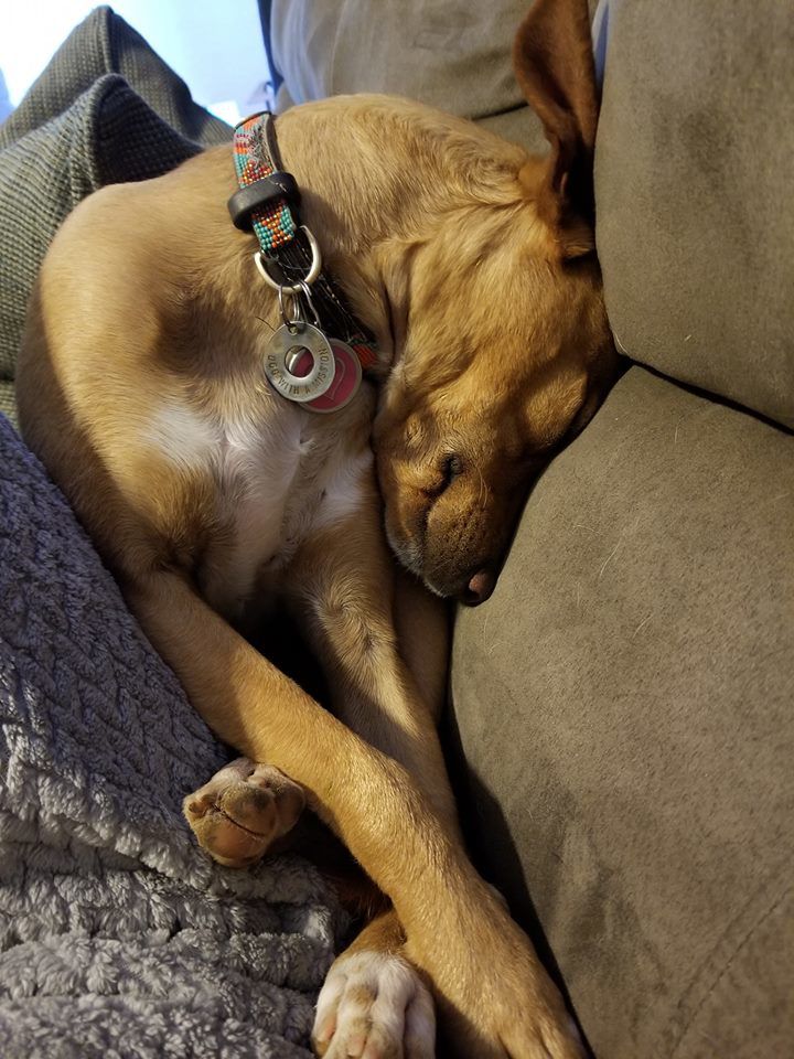Readers pet photos